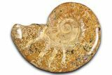 Jurassic Ammonite (Euaspidoceras) Fossil - Madagascar #349165-1